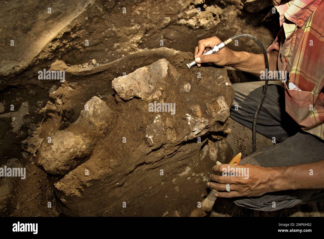 Le paléontologue Iwan Kurniawan travaille sur l'excavation d'os fossilisés d'une espèce d'éléphant éteinte scientifiquement identifiée comme Elephas hysudrindicus, ou communément appelée 'éléphant de Blora', à Sunggun, Mendalem, Kradenan, Blora, Java central, Indonésie. L'équipe de scientifiques de Vertebrate Research (Agence géologique, Ministère indonésien de l'énergie et des ressources minérales) dirigée par Kurniawan lui-même avec Fachroel Aziz a découvert les os de l'espèce presque entièrement (environ 90 pour cent complets) qui leur permettraient plus tard de construire une reconstruction scientifique. Banque D'Images