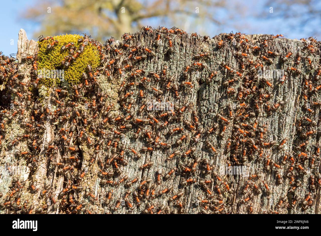 Tree Stump avec beaucoup de fourmis Banque D'Images