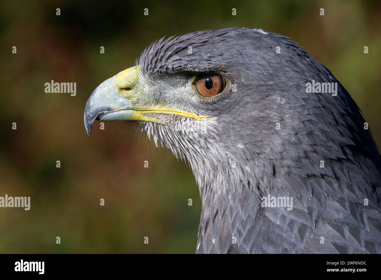 Portrait de profil rapproché d'un aigle bleu du chili. Montre une vue latérale de la tête uniquement. Espace pour le texte autour du sujet Banque D'Images