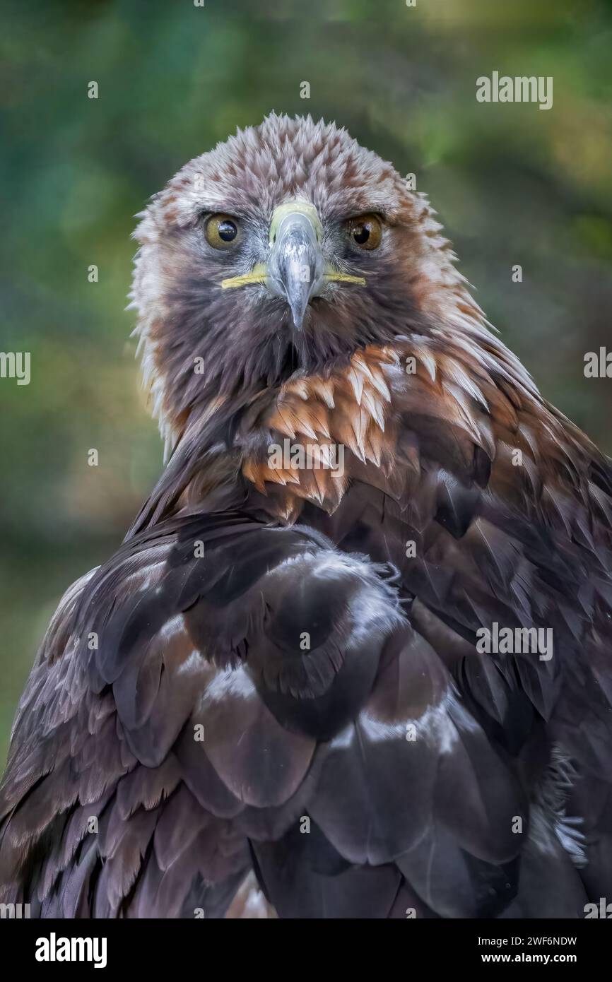 Portrait en demi-longueur d'un aigle royal en gros plan. Il regarde la caméra en arrière. Un arrière-plan flou naturel complète l'image Banque D'Images
