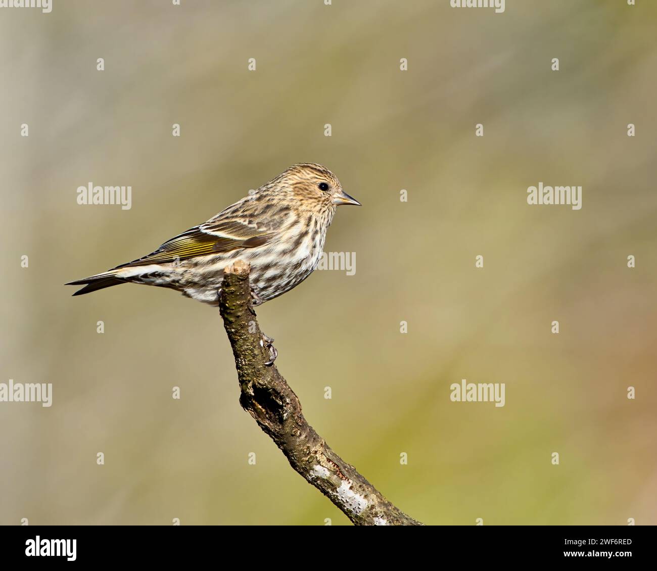 Un PIN Siskin perché sur une branche d'arbre avec un feuillage vert en arrière-plan Banque D'Images