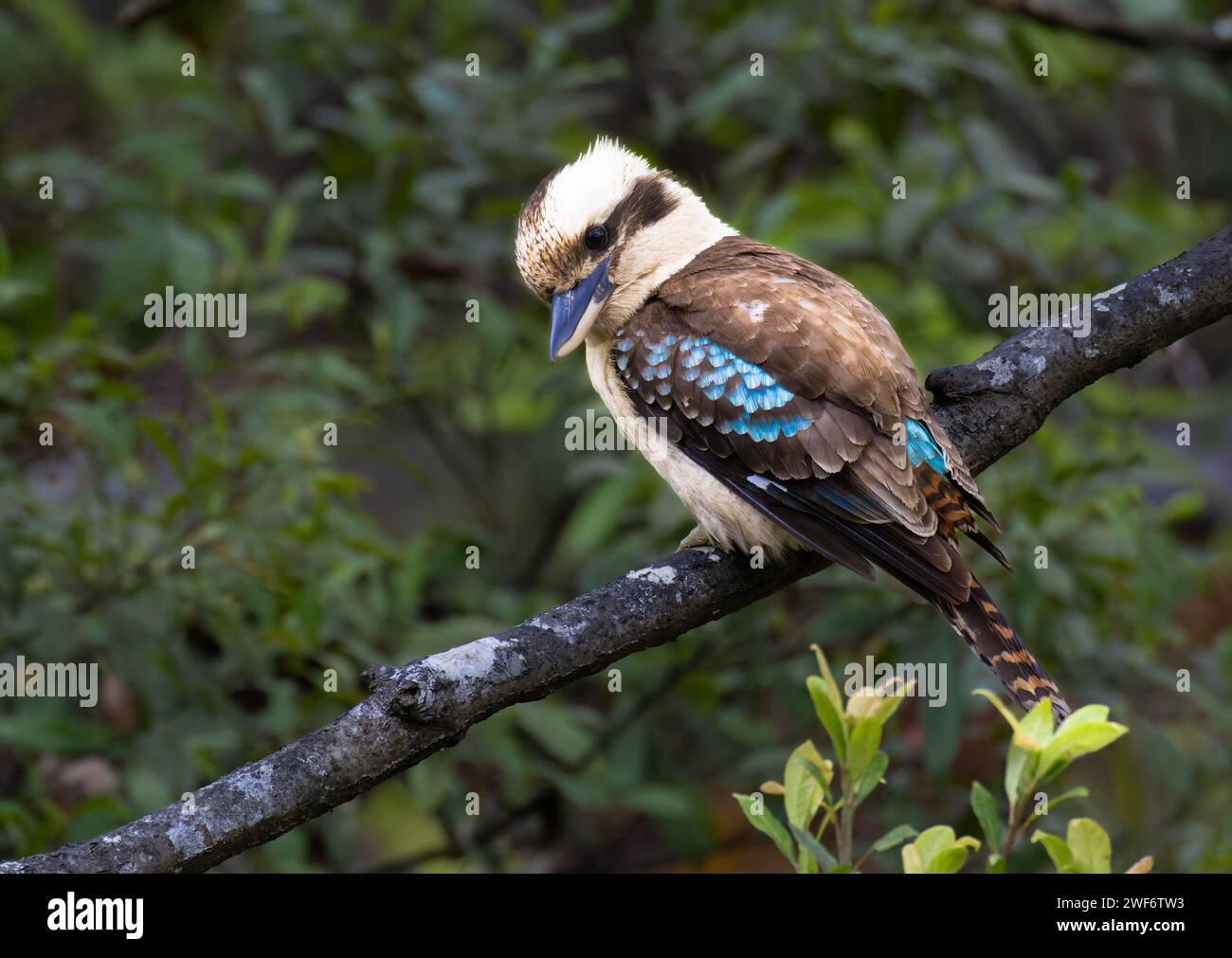 Un Kookaburra perché sur une branche au milieu d'un feuillage luxuriant dans la nature sauvage Banque D'Images