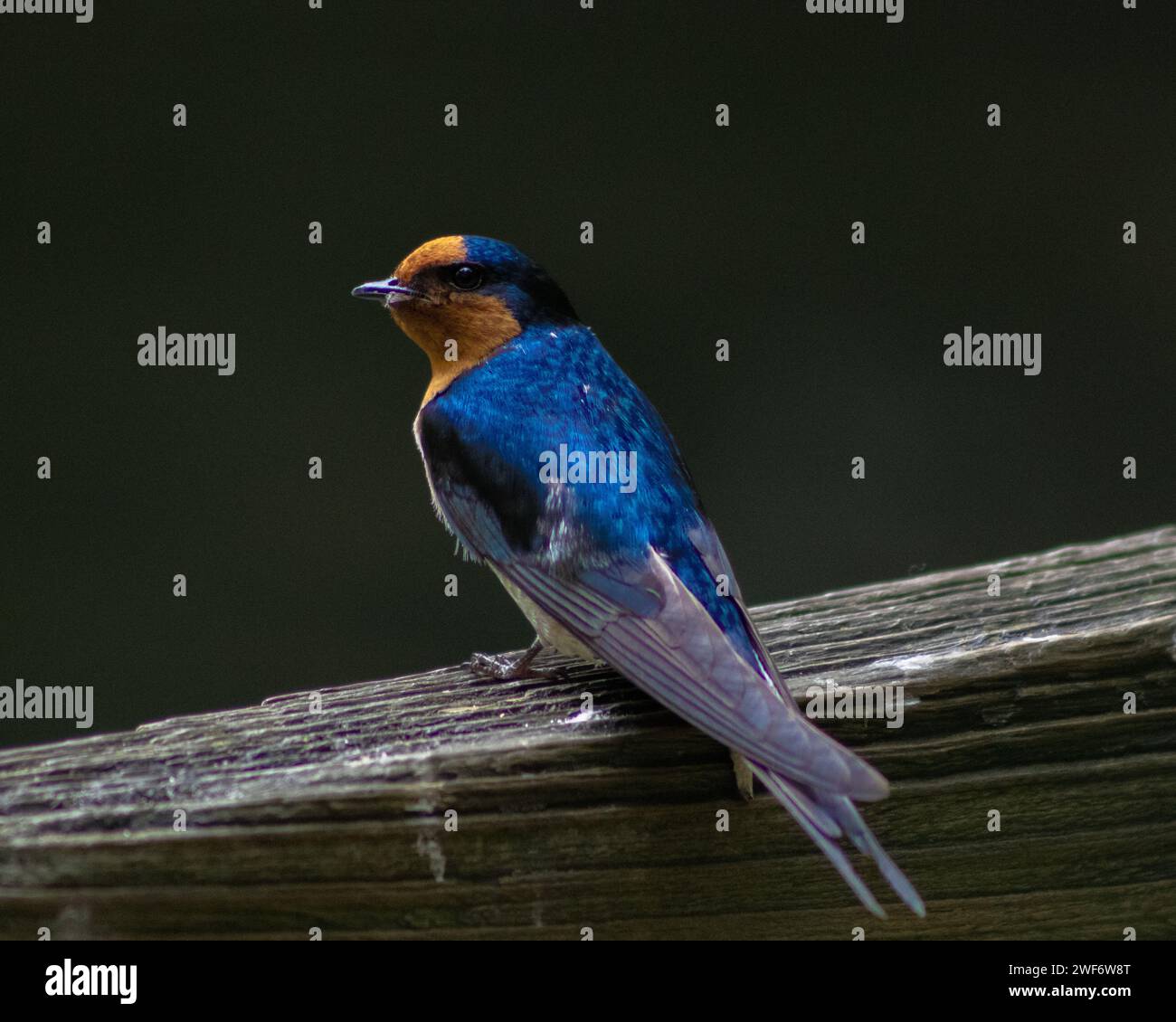 Magnifique oiseau bleu en Nouvelle-Zélande Banque D'Images