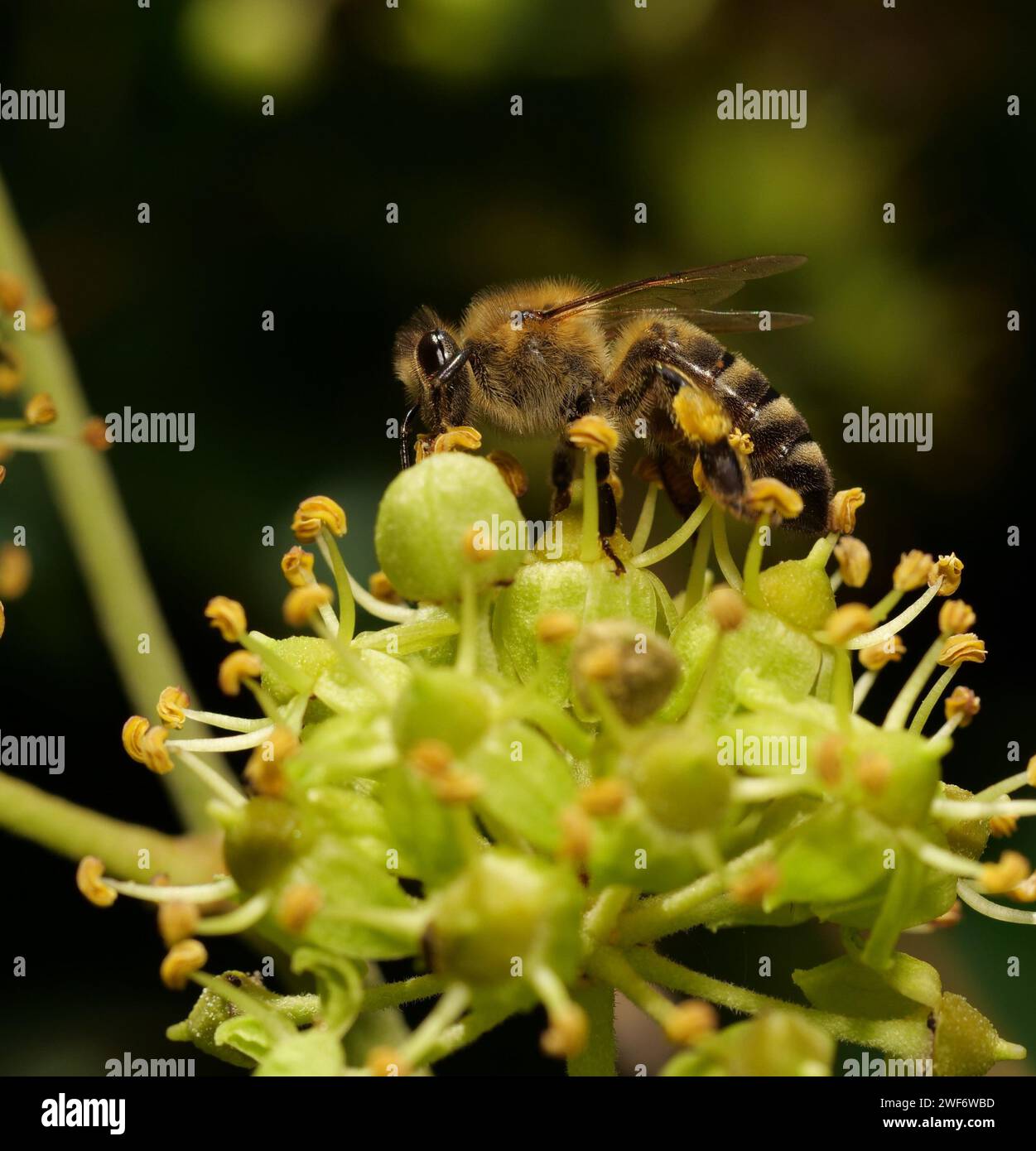 Macro d'une abeille pollinisant des fleurs vertes Banque D'Images