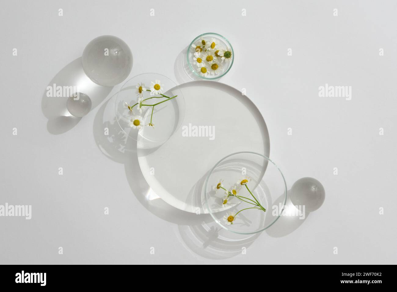 Vue de dessus du podium transparent, des boules de cristal et de la camomilla matricaria est mis sur la boîte de Pétri. Maquette pour cosmétiques avec extraits de camomille. Copier sp Banque D'Images