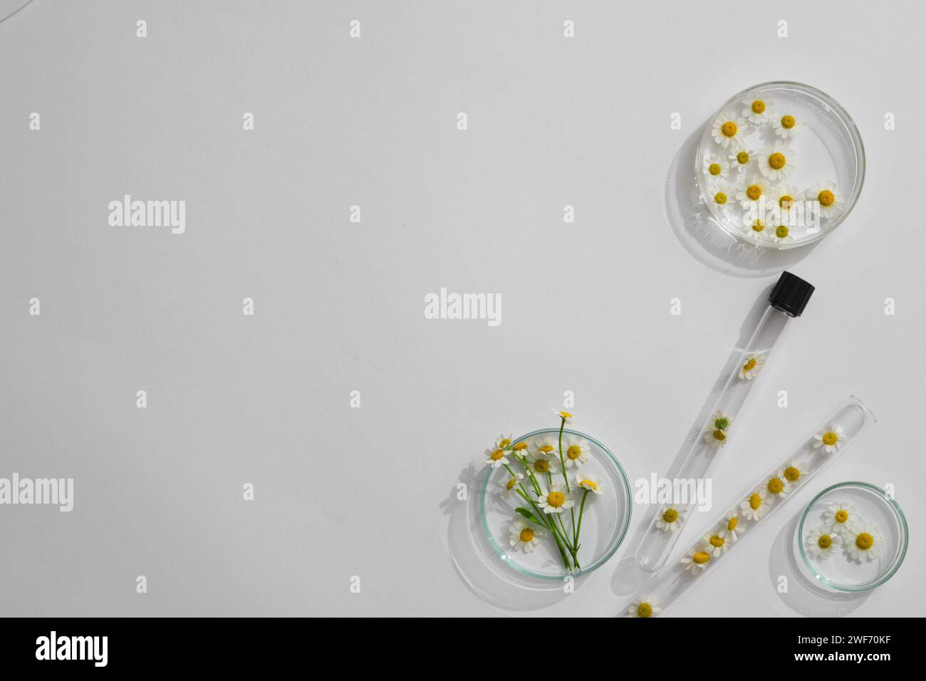 Matricaria chamomilla décoré dans la boîte de Pétri et avec espace vide dans le fond de laboratoire pour la publicité des plantes. Extrait cosmétique de camomille . Banque D'Images