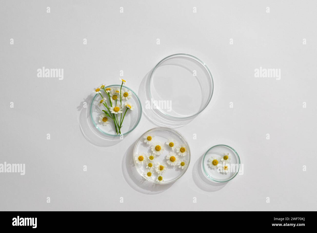 Vue de dessus de la camomille (matricaria camomilla) décorée en boîte de Pétri et podium transparent avec espace vide dans le fond de laboratoire pour le design adver Banque D'Images