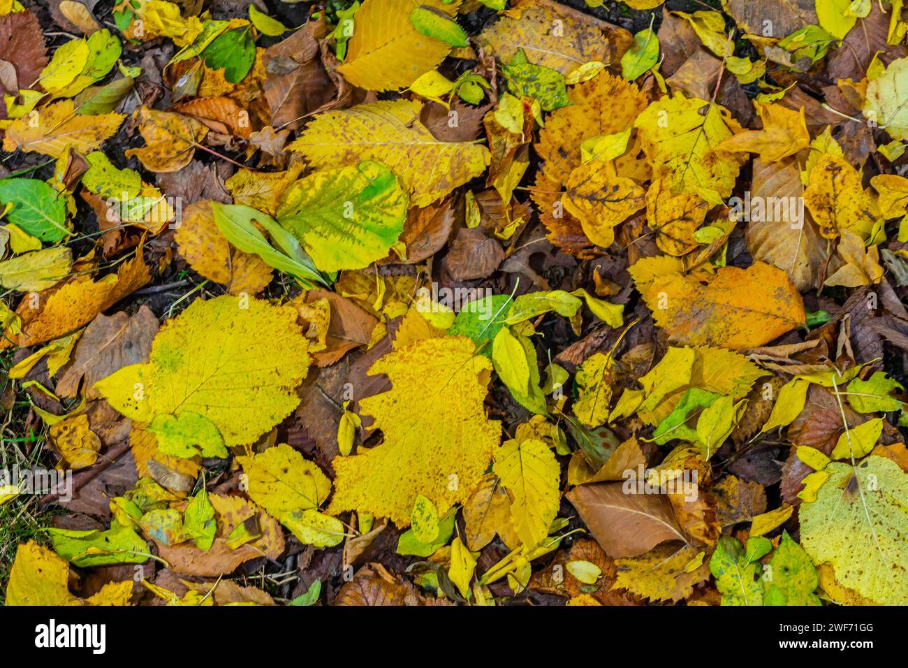 Motif sans couture les feuilles dorées d'automne font un tapis lumineux sur le sol. Banque D'Images