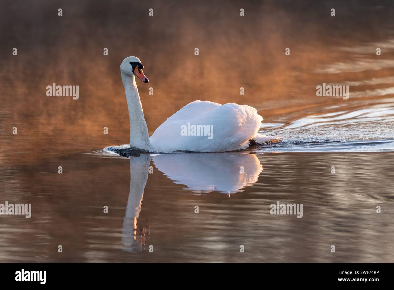 Cygne muet éclairé par le soleil matinal à travers la brume Banque D'Images