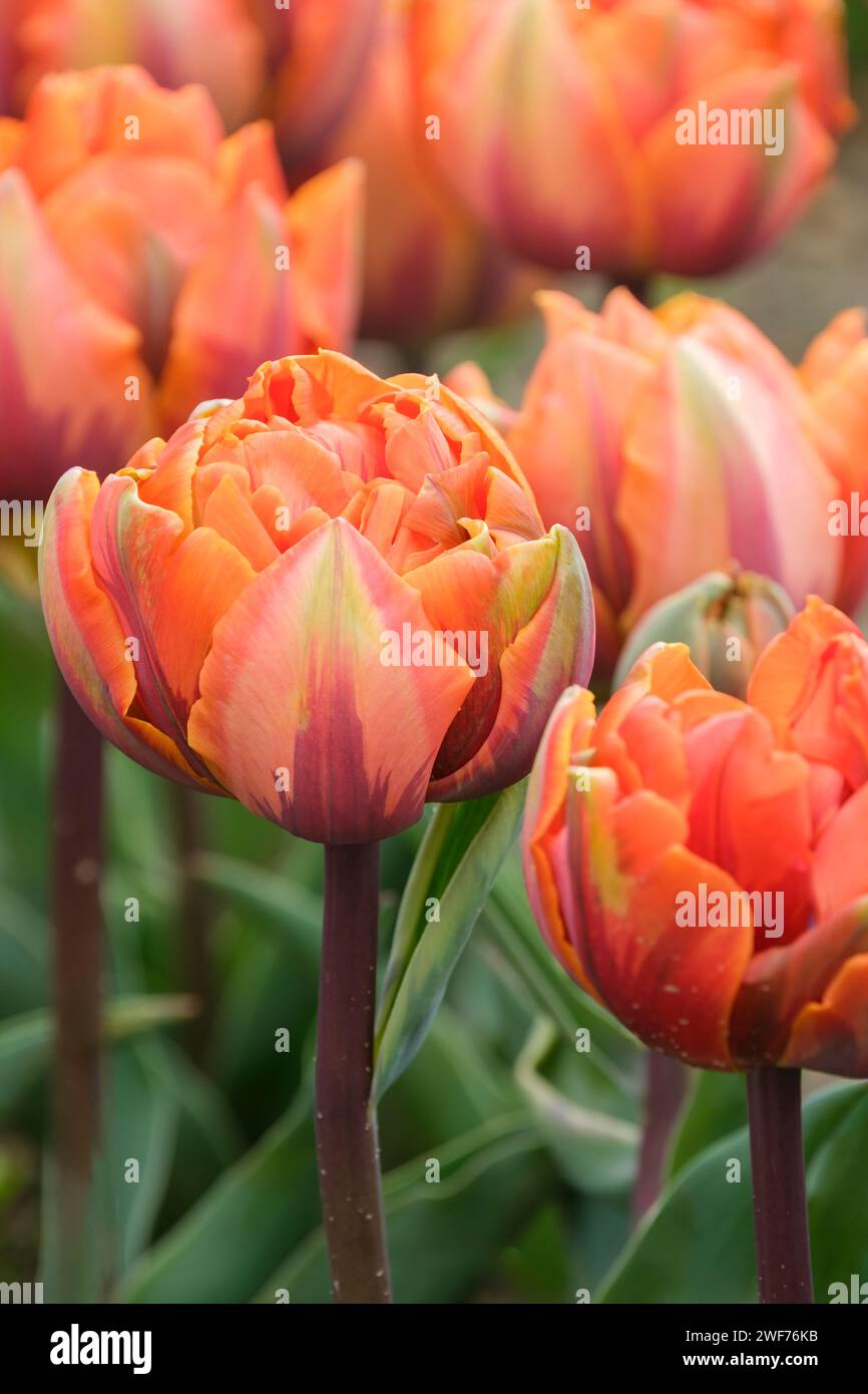 Tulip Orange Princess fleurs doubles orange avec ombrage jaune sur les pétales intérieurs, rouge et vert sur les pétales extérieurs. Banque D'Images