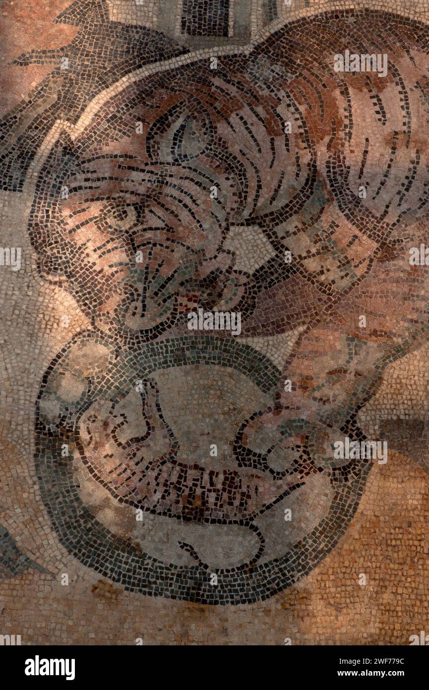 Tigress regarde le reflet miniature d'elle-même dans une boule de verre ou un bassin d'eau, illustrant peut-être une ancienne méthode de chasse aux tigres autour d'une sphère de verre ou d'un piège à miroir. Détail de la mosaïque romaine tardive à la Villa Romana del Casale, une grande villa construite à la fin des années 300 EC sur la Piazza Armerina en Sicile, Italie. La mosaïque se trouve dans le Corridoio della Grande Caccia (Corridor de la Grande chasse) de la villa. Selon une interprétation, la tigresse est momentanément trompée en pensant qu'elle a trouvé l'un de ses petits volés. Banque D'Images