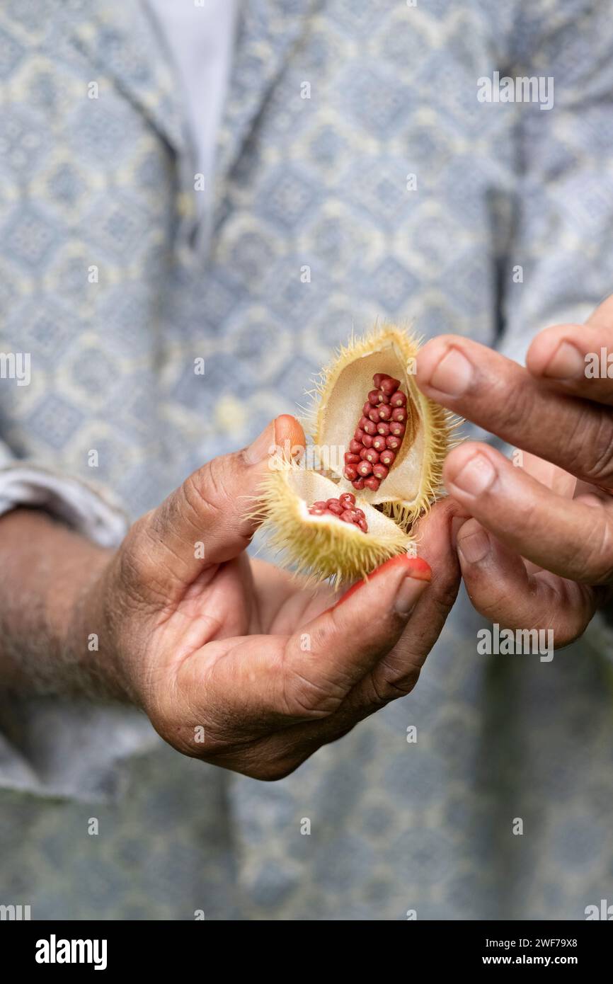 Personne tenant Open Annatto Seed Pod Banque D'Images