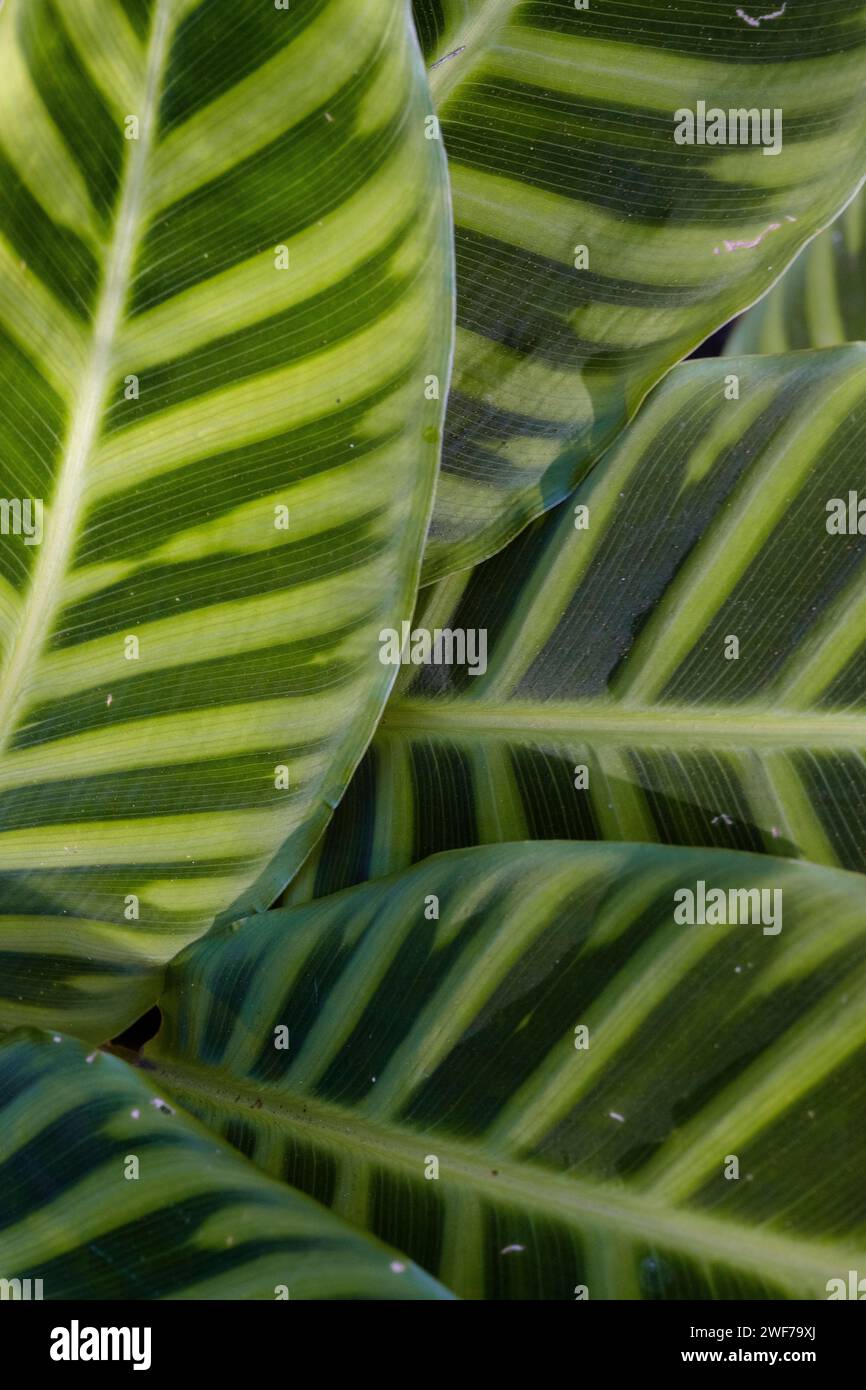 Gros plan d'une grande feuille verte Banque D'Images