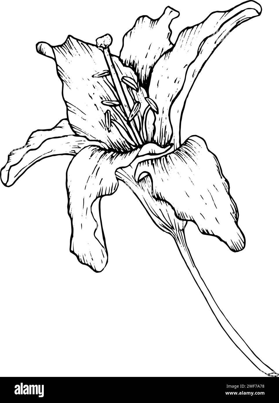 Illustration vectorielle graphique des bourgeons et des pétales d'un lys. Dessin à la main noir et blanc. Illustration de Vecteur