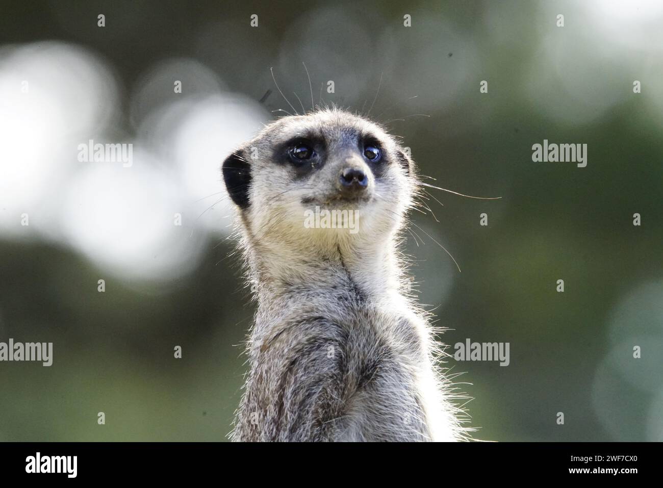 Un Meerkat dans l'herbe regarde vers le haut Banque D'Images