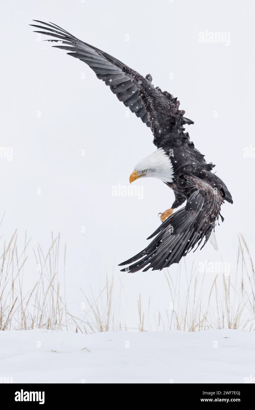 Belle Bald Eagle ALASKA, CETTE image COMIQUE montre un majestueux aigle à tête blanche ressemblant à un ski de slalom tout en faisant un atterrissage parfait. C Banque D'Images