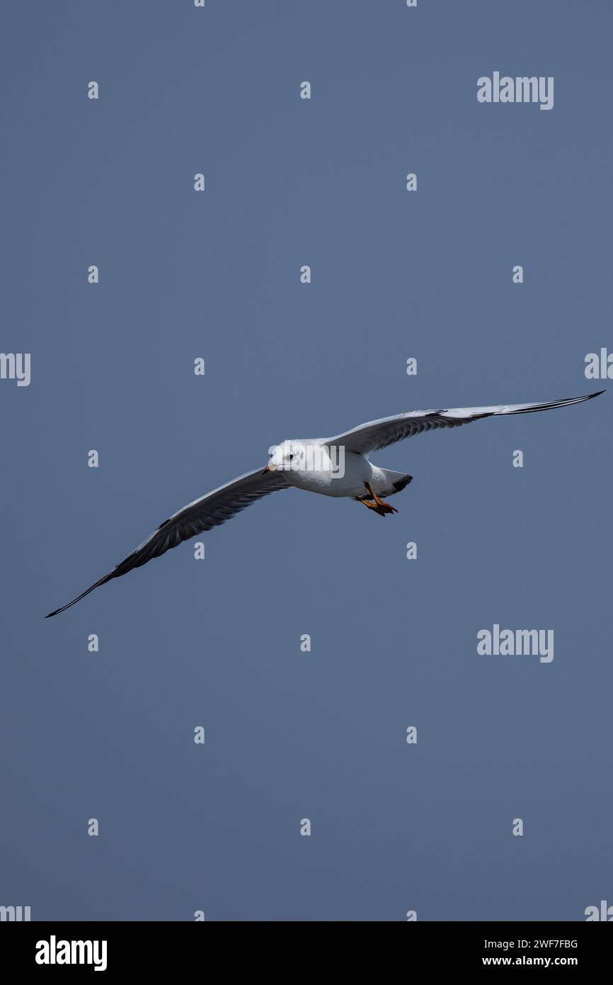 Une mouette volant à travers le ciel bleu avec des ailes déployées Banque D'Images