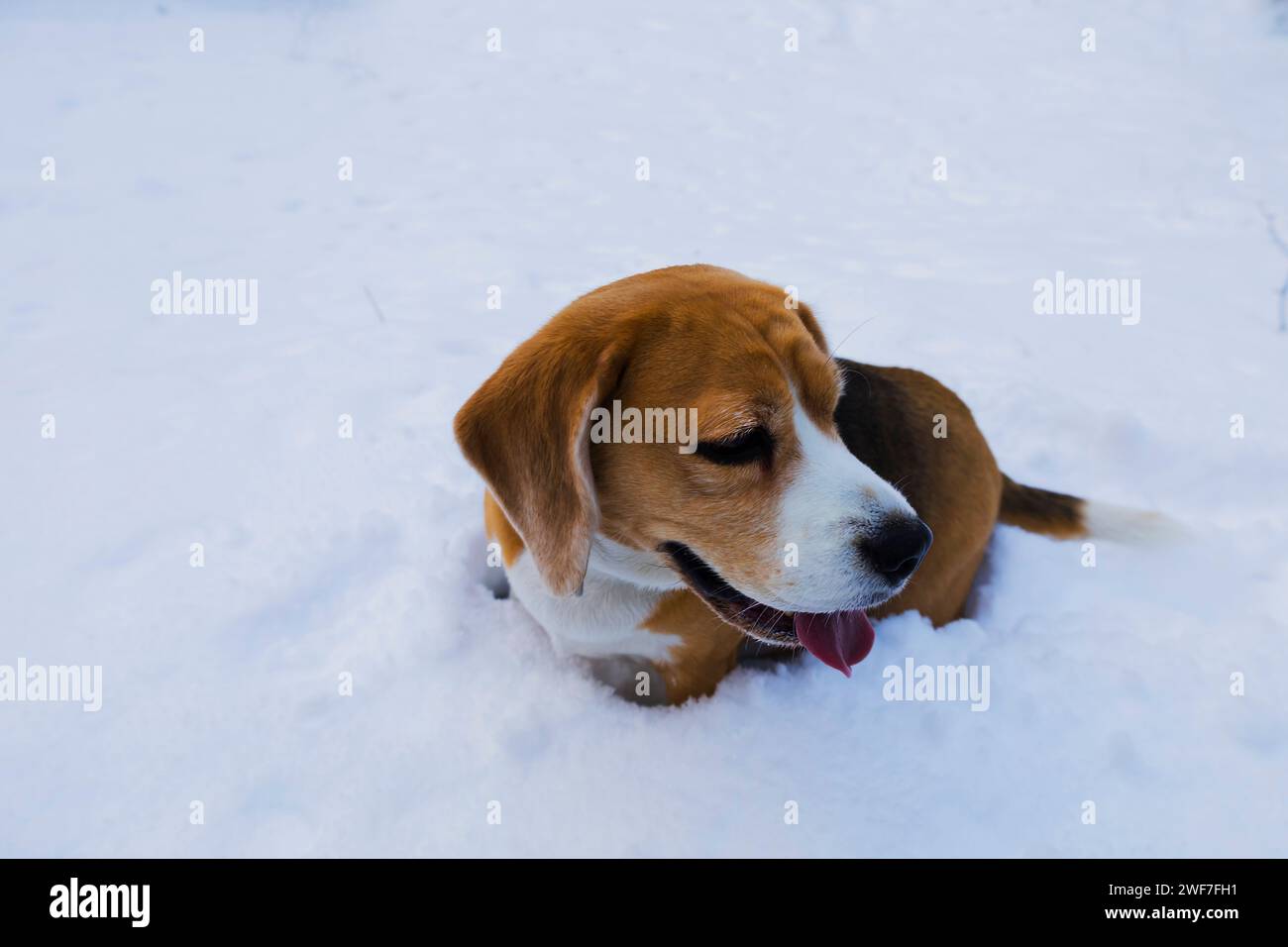Vue de dessus d'un chien beagle américain assis dans la neige en hiver et regardant loin. Banque D'Images Vue de dessus d'un chien beagle américain assis dans la neige en hiver et regardant loin. Banque D'Images