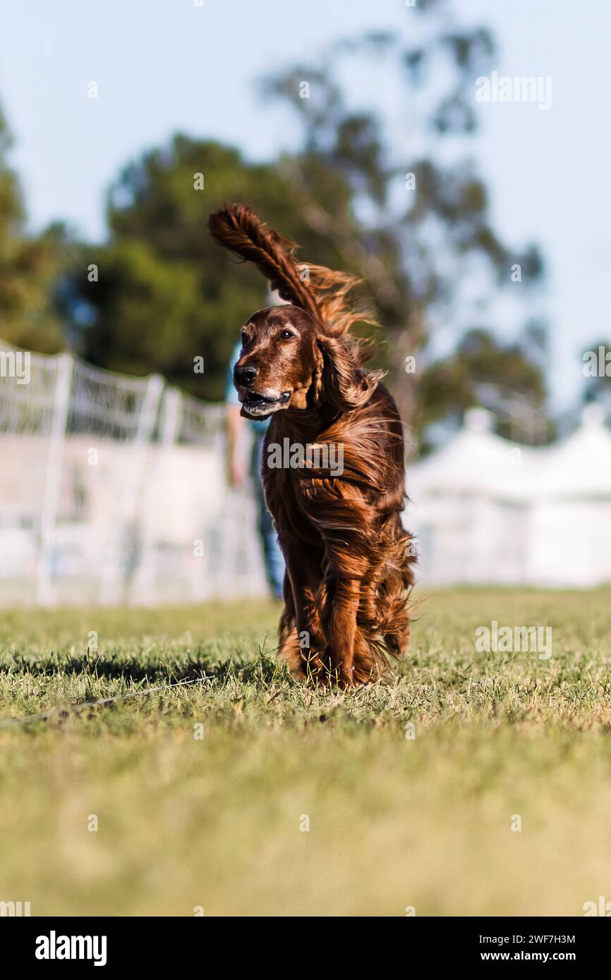Red Irish Setter course leurre course chien sport sur une journée ensoleillée Banque D'Images