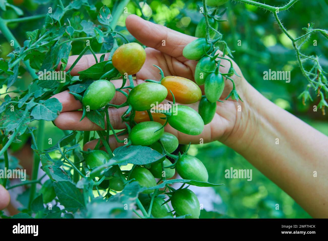 Main coupée de femme tenant des tomates fraîches sur la branche d'arbre Banque D'Images