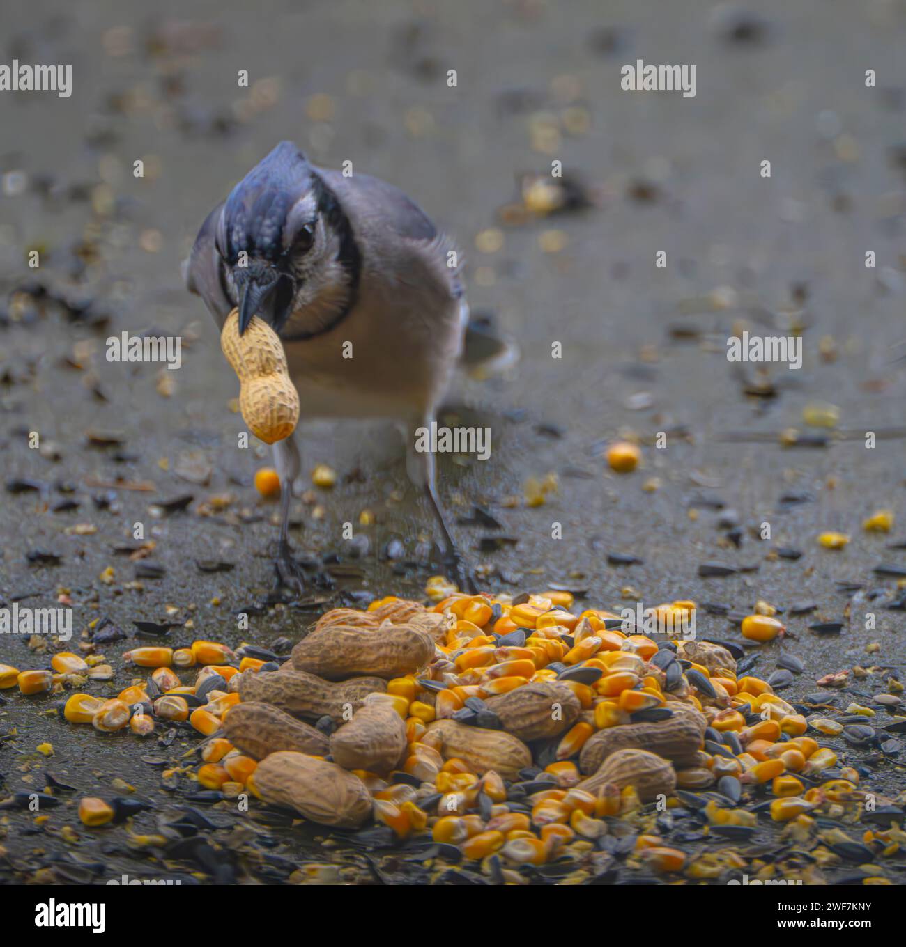 Un geai bleu (Cyanocitta cristata) se nourrissant de grains et d'arachides sur le sol Banque D'Images