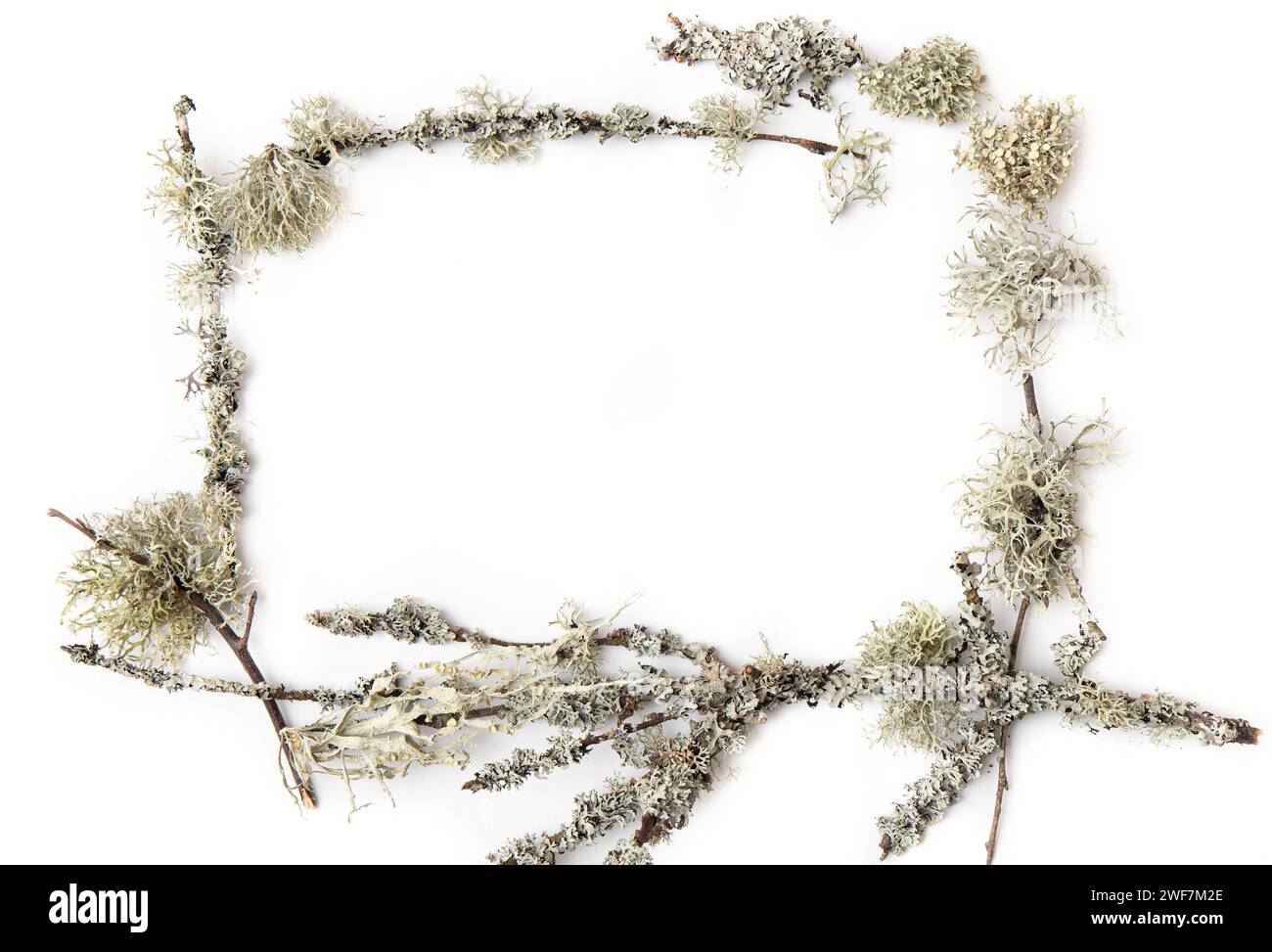 Fond vide blanc avec cadre fait avec lichen. Vue à plat avec espace de copie. Banque D'Images