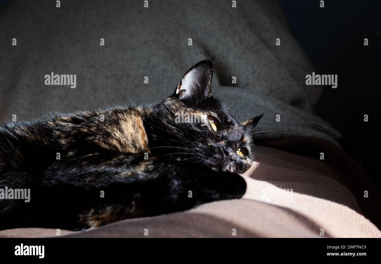 Jeune chat femelle écaille de tortue couché sur le lit dans une pièce lumineuse ensoleillée. Banque D'Images