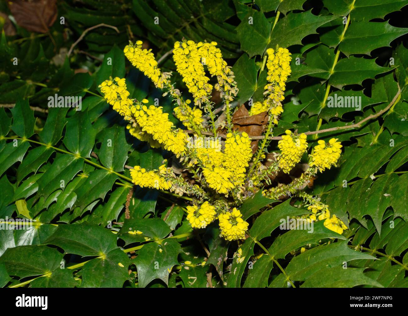 Le mahonia est communément connu sous le nom de soleil d'hiver, d'après le jaune vif des pulvérisations de fleurs. Cet arbuste à feuilles persistantes est populaire auprès des jardiniers. Banque D'Images