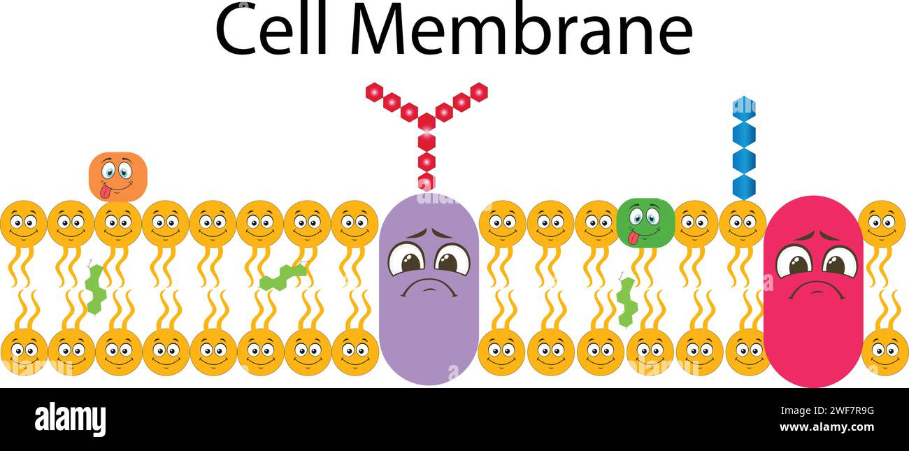 Membrane plasmique ou membrane cellulaire ou plasmalemme Illustration de Vecteur