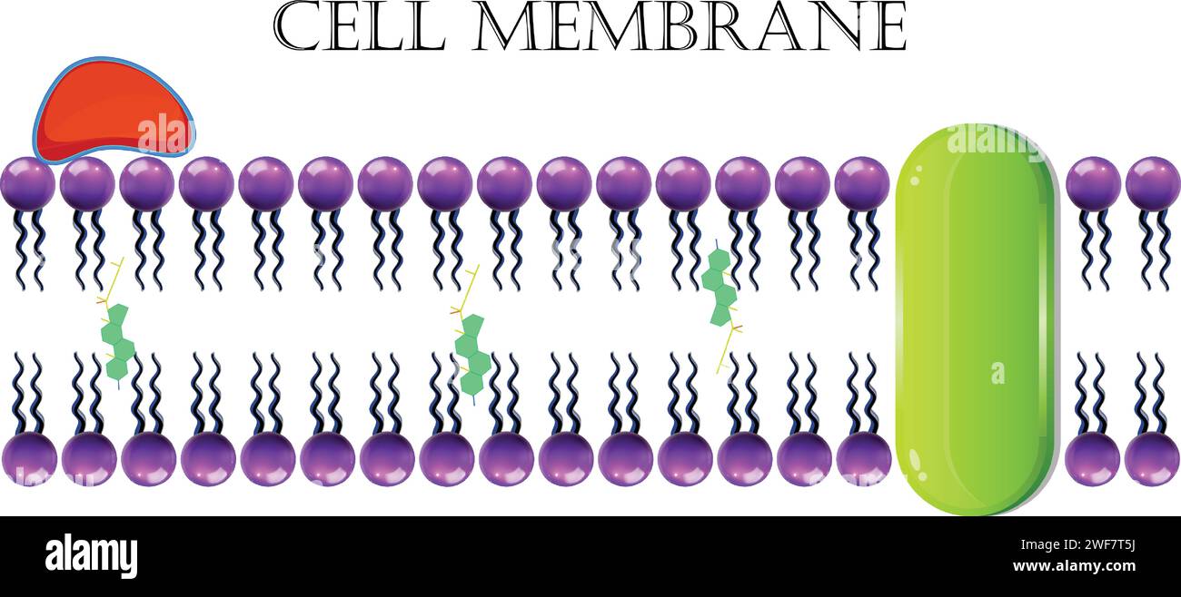 Membrane cellulaire ou membrane plasmique Illustration de Vecteur