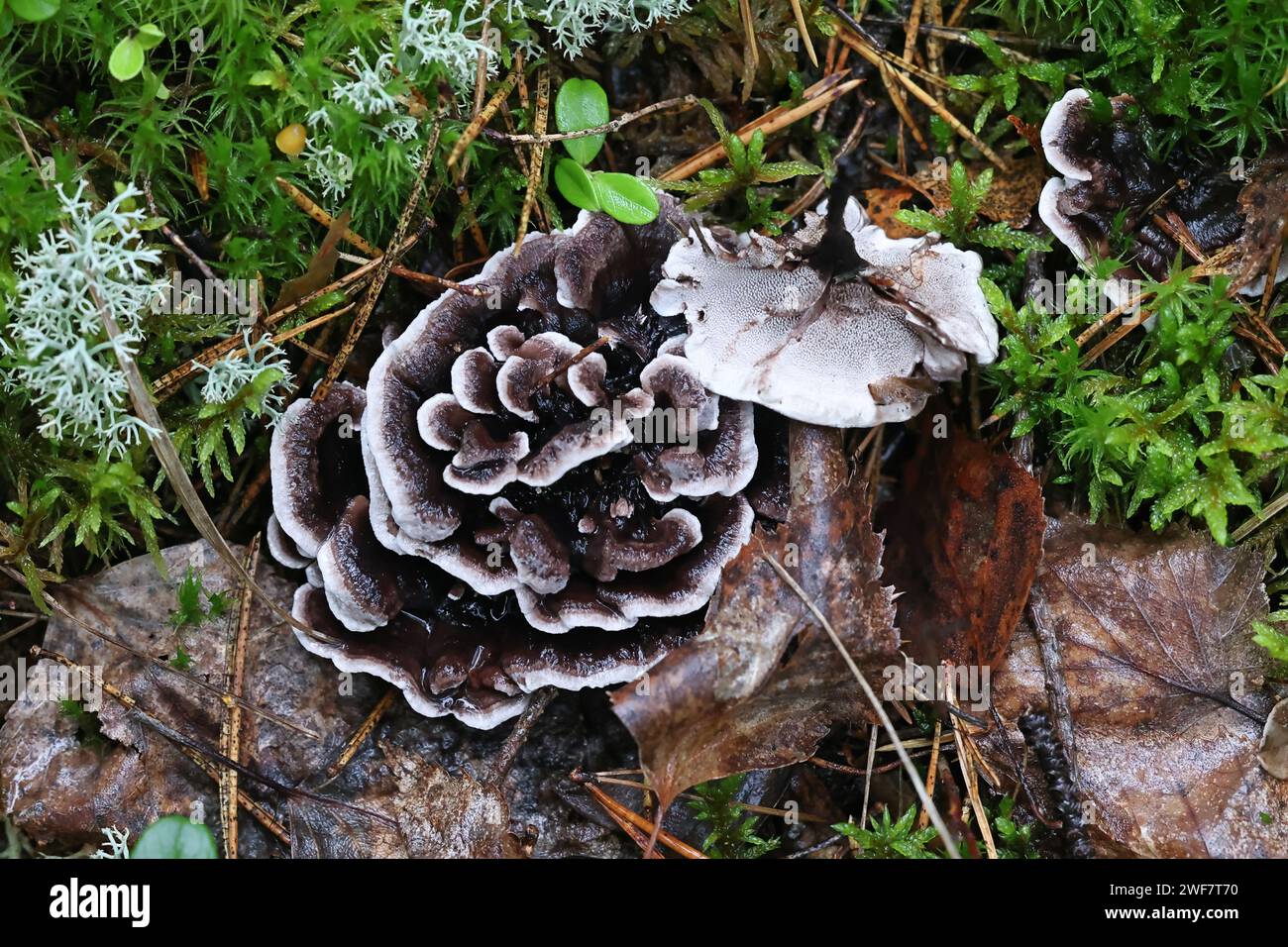 Phellodon connatus, communément appelé dent grise, champignon sauvage de Finlande Banque D'Images