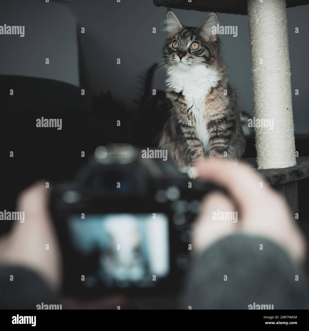Photographie animalière créative : capturer des moments enchanteurs avec un chat et un appareil photo Banque D'Images