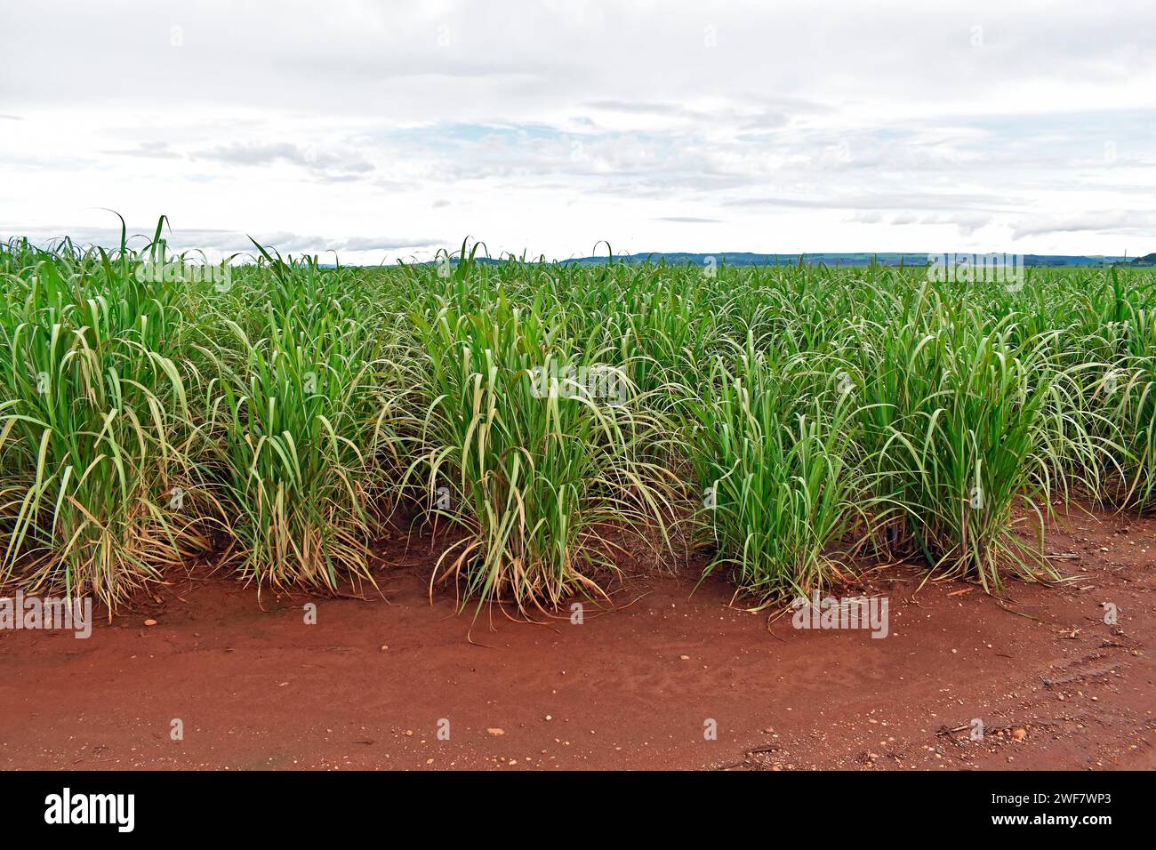 Plantation de canne à sucre à Ribeirao Preto, Sao paulo, Brésil Banque D'Images