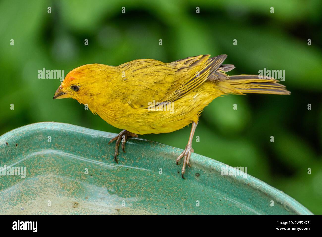 Canari atlantique, un petit oiseau sauvage brésilien. Le Crithagra flaviventris jaune canari est un petit oiseau de passereau de la famille finch. Banque D'Images