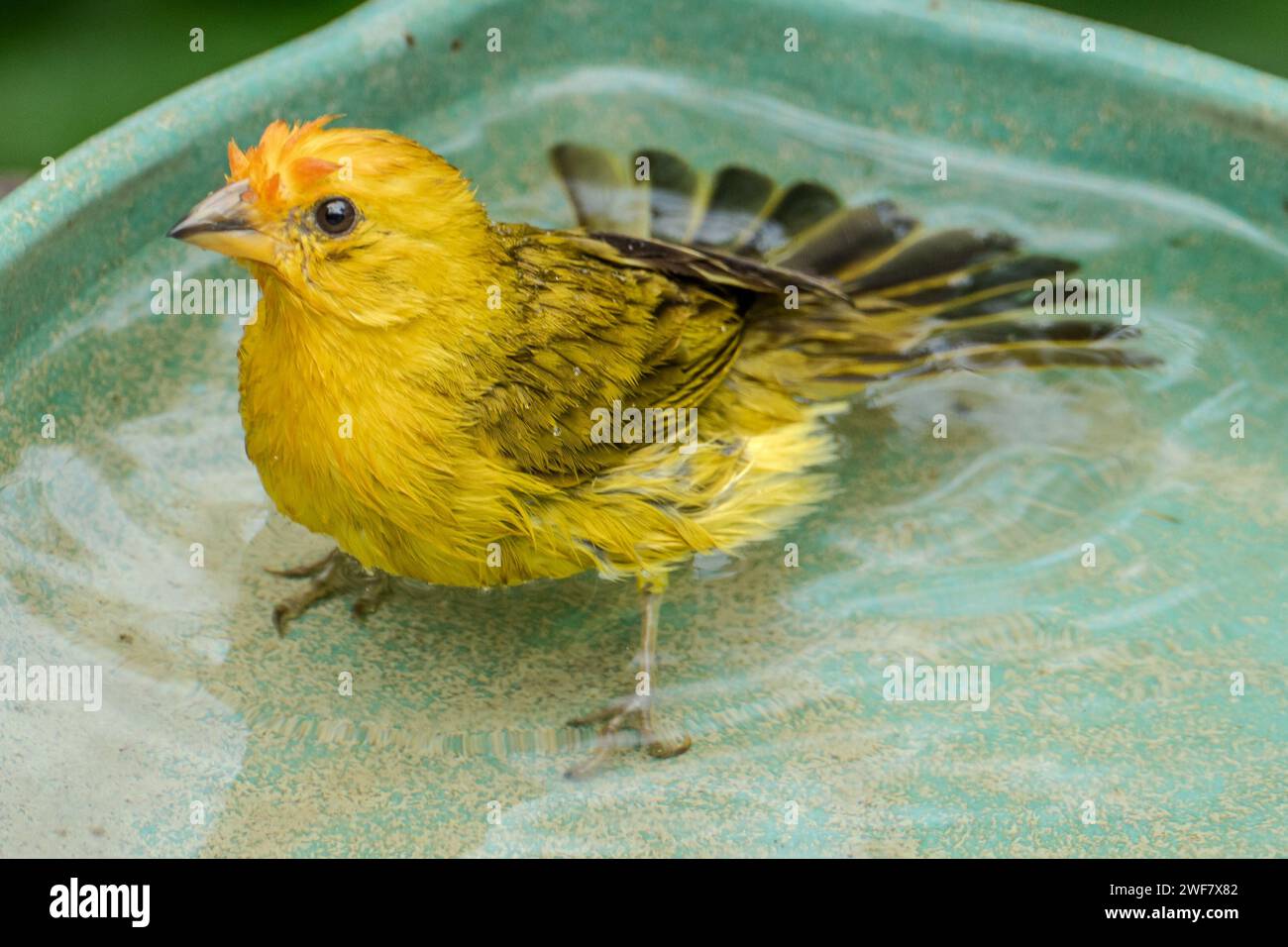 Canari atlantique, un petit oiseau sauvage brésilien. Le Crithagra flaviventris jaune canari est un petit oiseau de passereau de la famille finch. Banque D'Images
