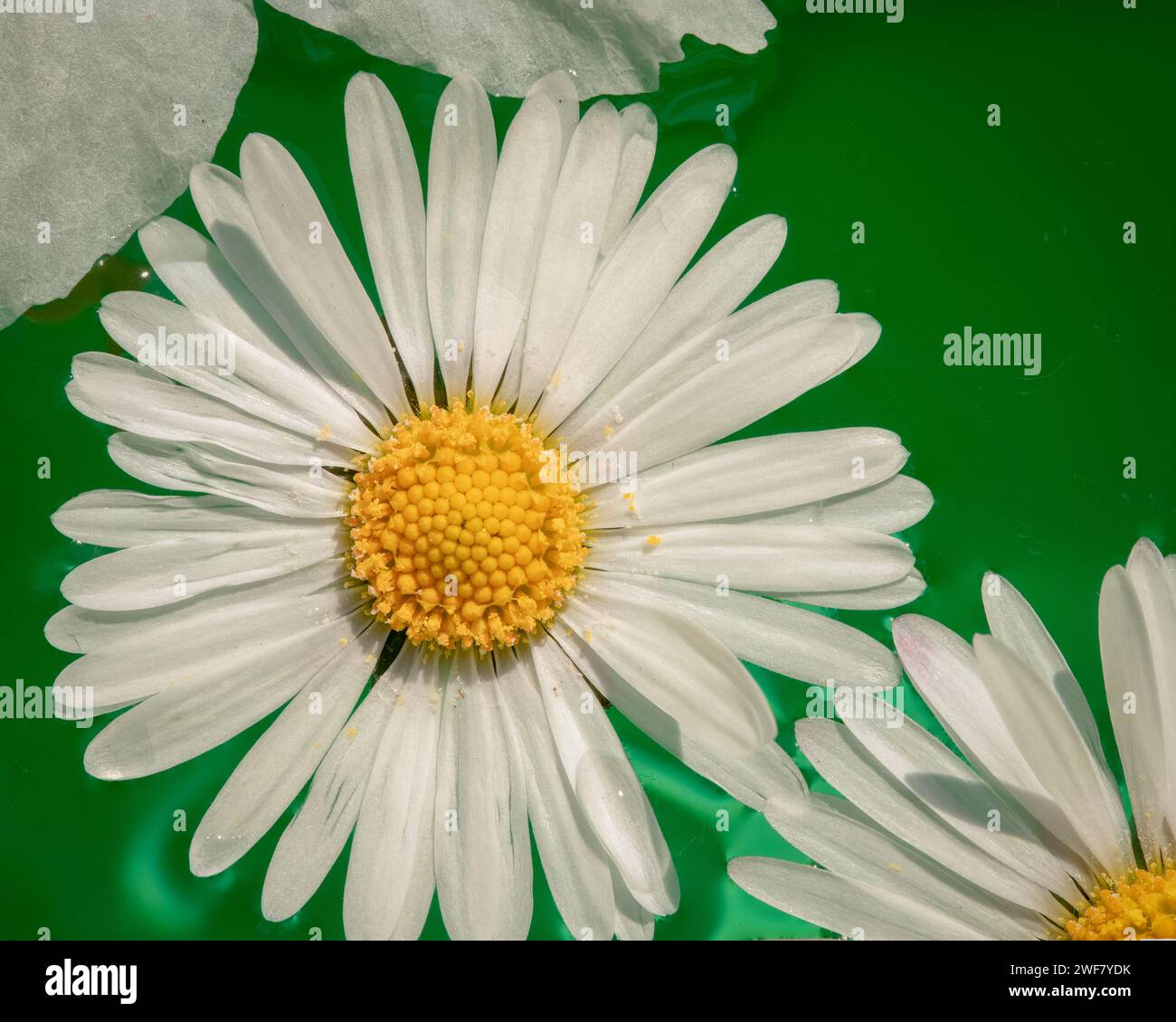 Marguerites blanches fraîches gracieusement disposées dans un vase en verre translucide rempli d'eau cristalline Banque D'Images
