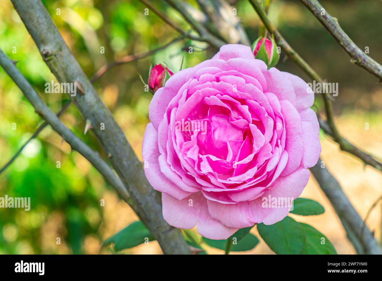 Vue en gros plan de la belle fleur rose rose fleurie avec des levains verts dans l'arbre le matin. Banque D'Images