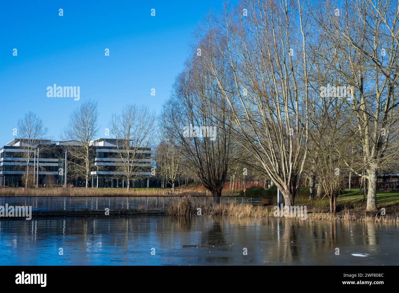 Frozen Lake, paysage d'hiver à Green Park, Business Park, Reading, Berkshire, Angleterre, UK, GB. Banque D'Images