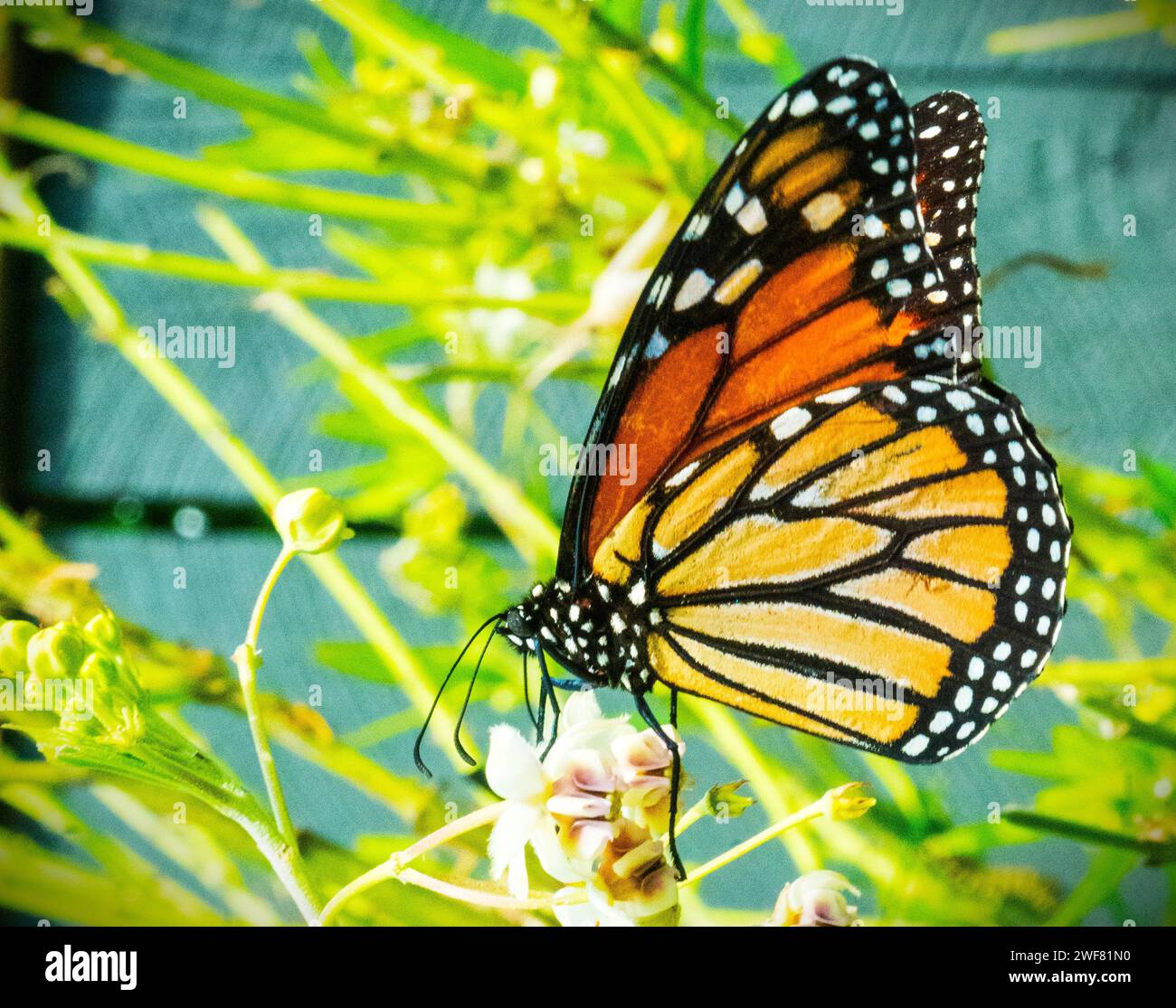 Un papillon monarque vibrant au milieu d'un feuillage luxuriant Banque D'Images