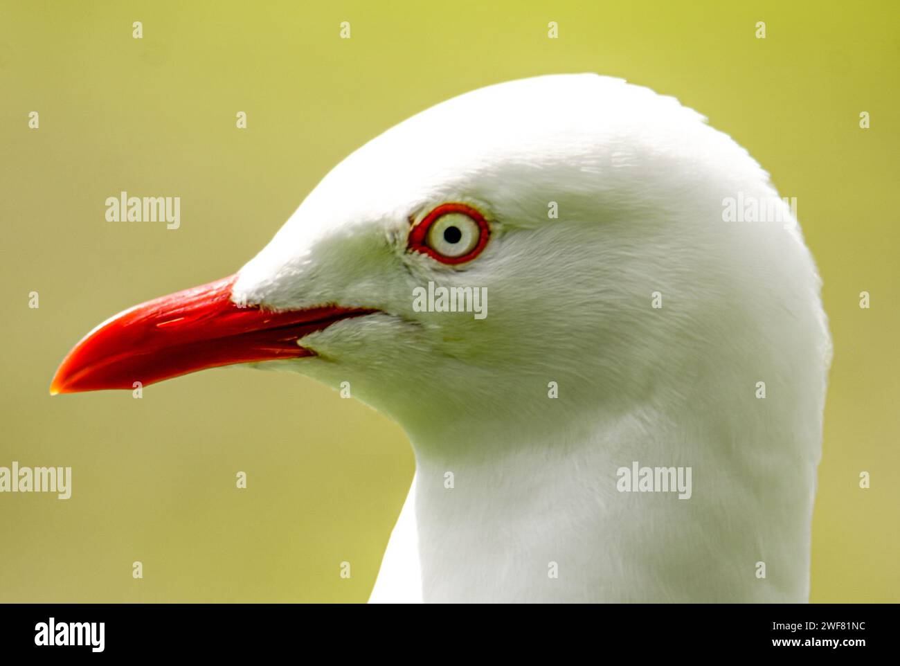 Plan rapproché d'une mouette argentée, Chroicocephalus novaehollandiae Banque D'Images