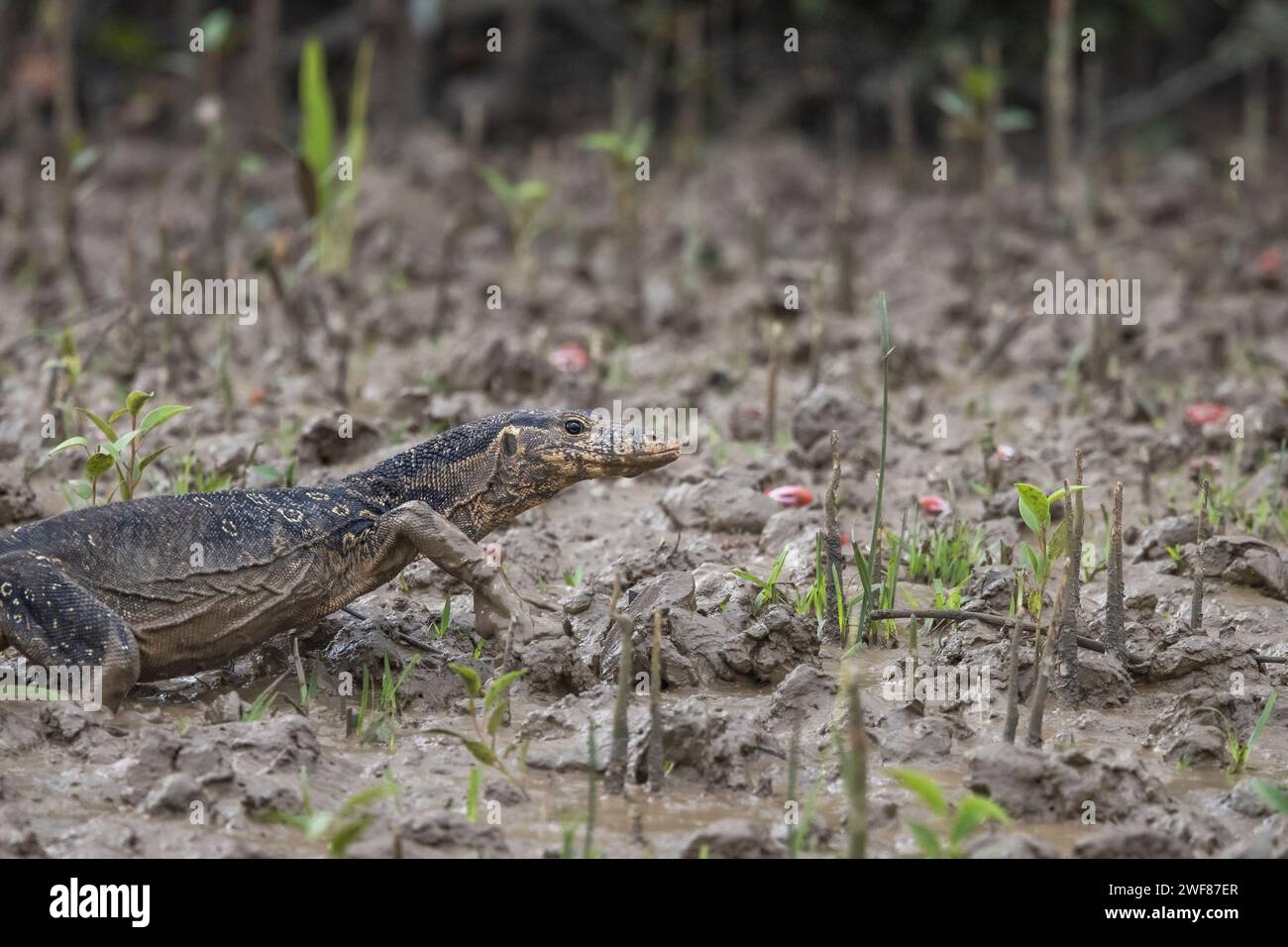 Asian Water Monitor, Varanus salvator, Sunderbans, Inde Banque D'Images