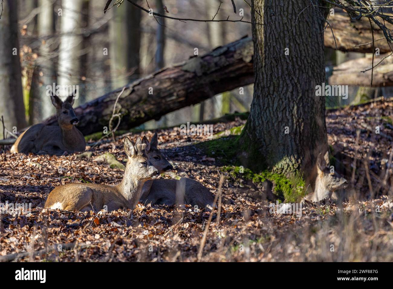 Un groupe de Roe Deer - Capreolus Capreolus - couché et relaxant dans la forêt d'automne Banque D'Images