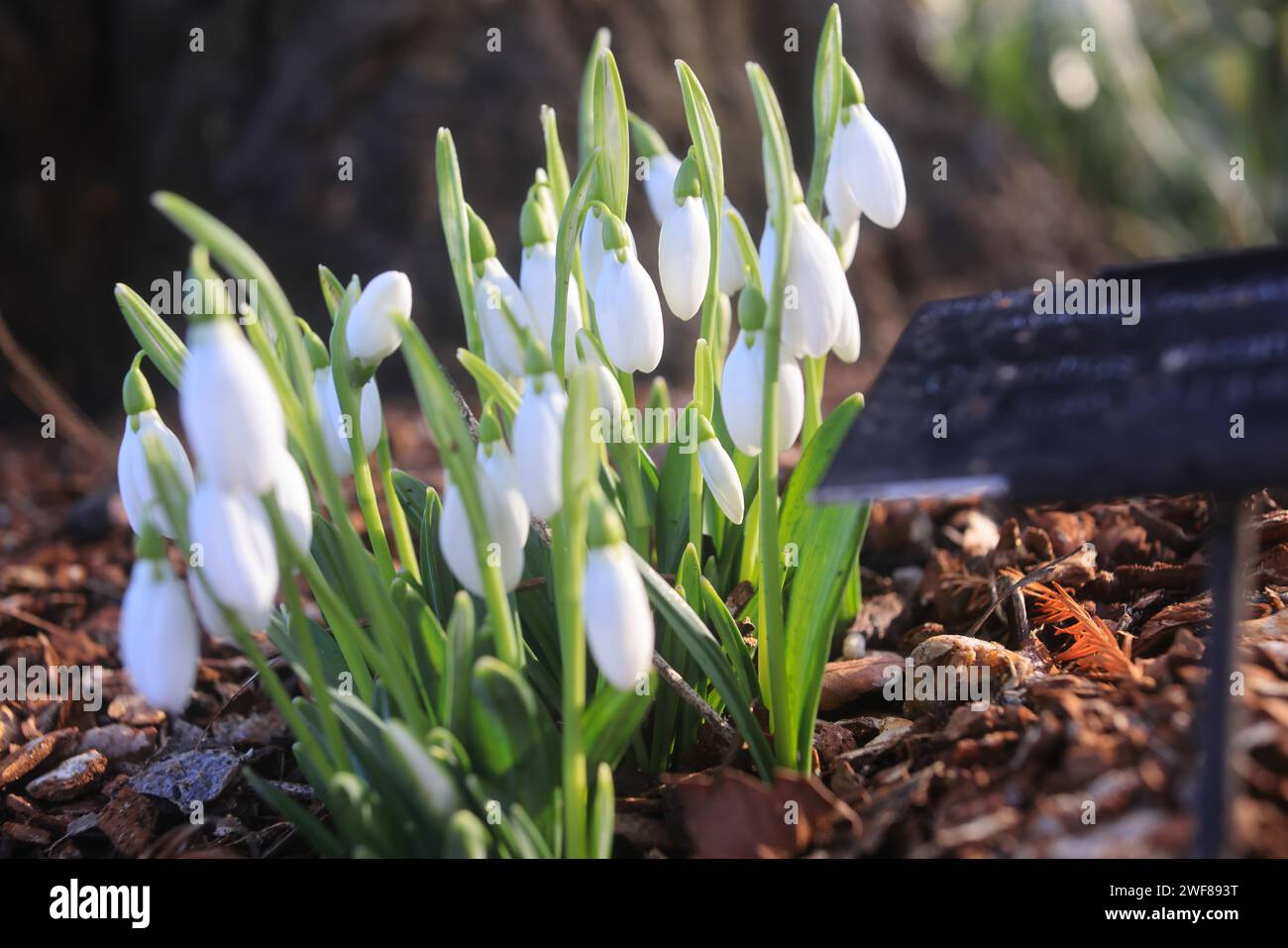 L'un des meilleurs endroits pour voir des gouttes de neige à Londres, en suivant le sentier autour de l'historique Chelsea Psychic Garden, en janvier 2024, SW Londres, Royaume-Uni Banque D'Images