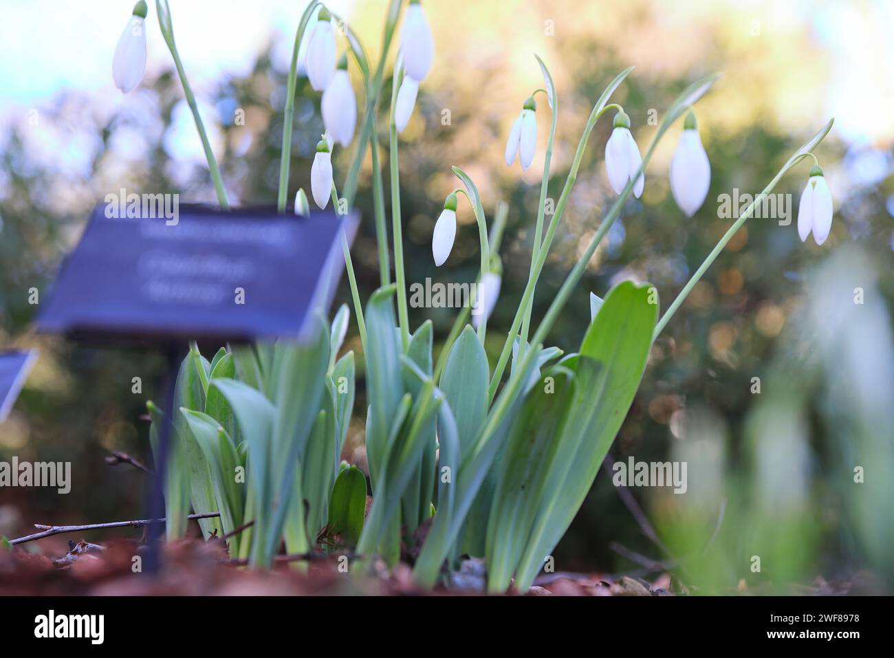 L'un des meilleurs endroits pour voir des gouttes de neige à Londres, en suivant le sentier autour de l'historique Chelsea Psychic Garden, en janvier 2024, SW Londres, Royaume-Uni Banque D'Images