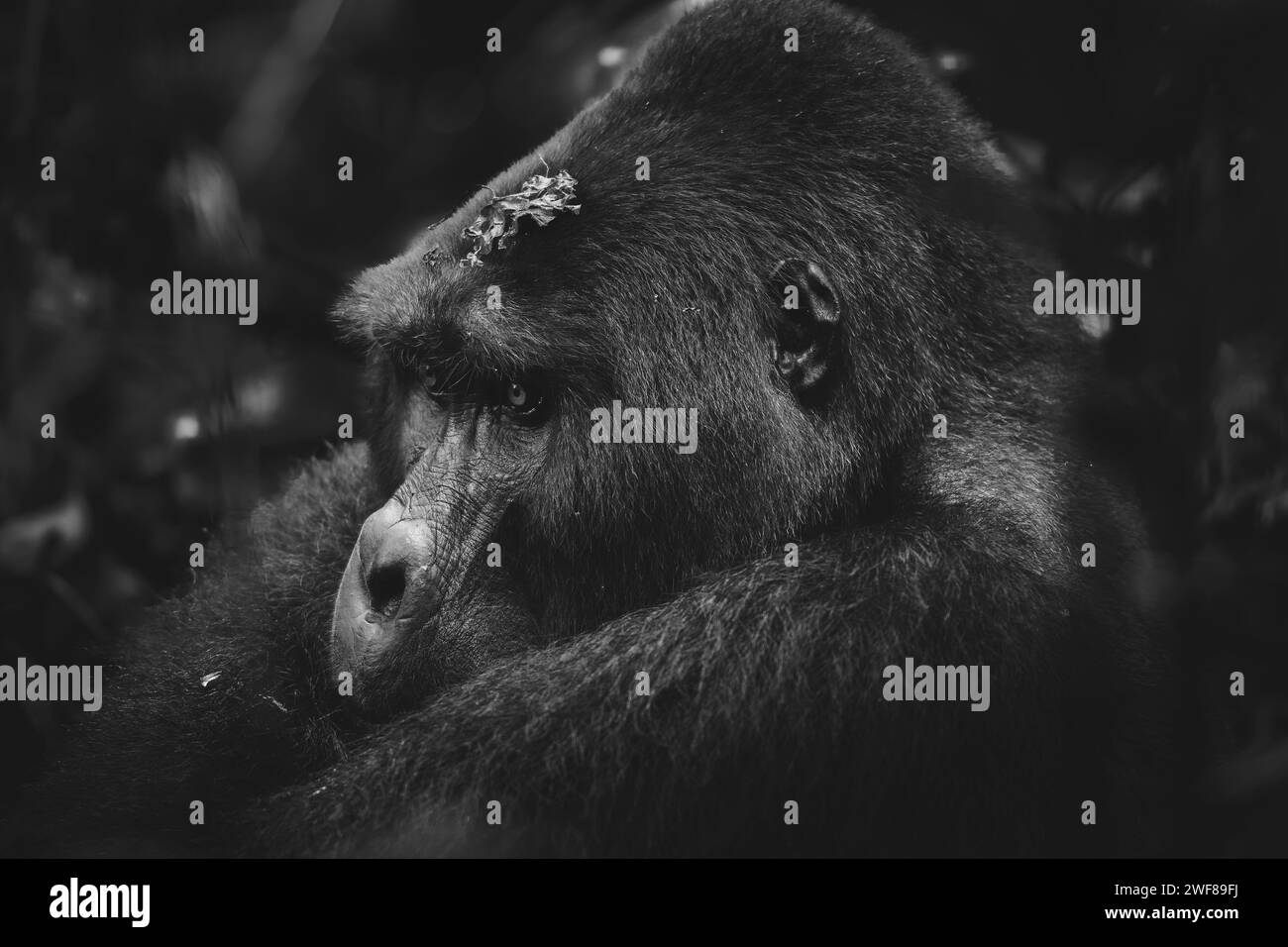 Un portrait monochrome émouvant d'un gorille de montagne avec un regard contemplatif niché dans le feuillage sombre de la forêt de Bwindi Banque D'Images