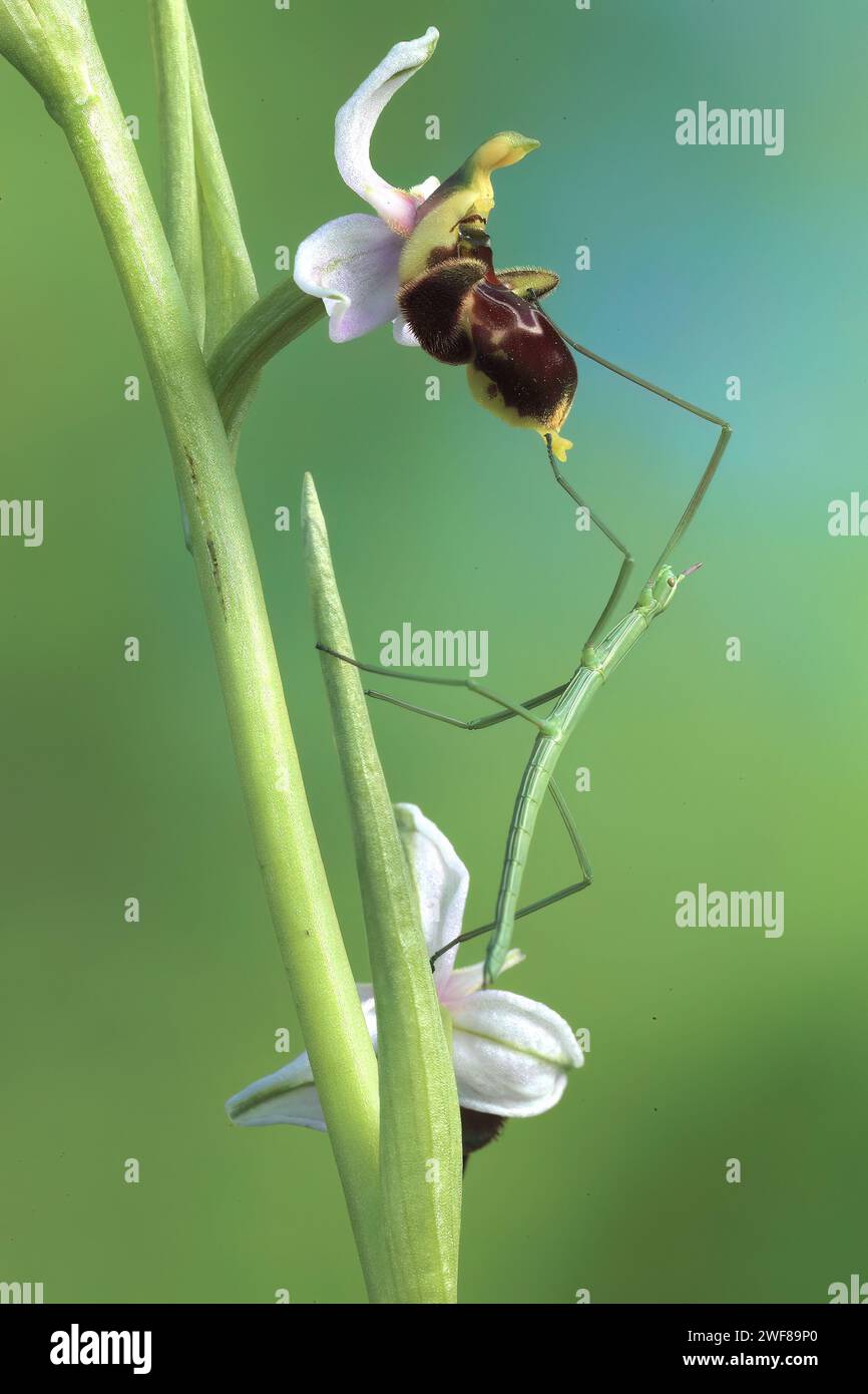 Image macro saisissante capturant une orchidée perdrix avec un phasmide imitant ou un insecte bâton qui s'étend le long Banque D'Images