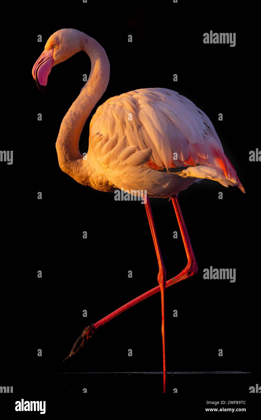 Un flamant flamant gracieux se tient sur une jambe, affichant ses plumes roses et contrastant vivement avec un fond sombre Banque D'Images