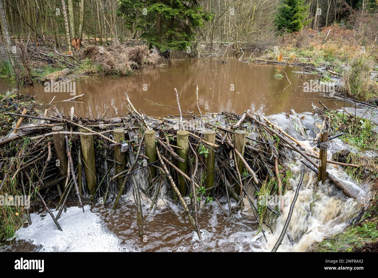 Barrages de castors inondés dans la forêt de Cropton après de fortes pluies causées par la tempête Ciaran. Banque D'Images