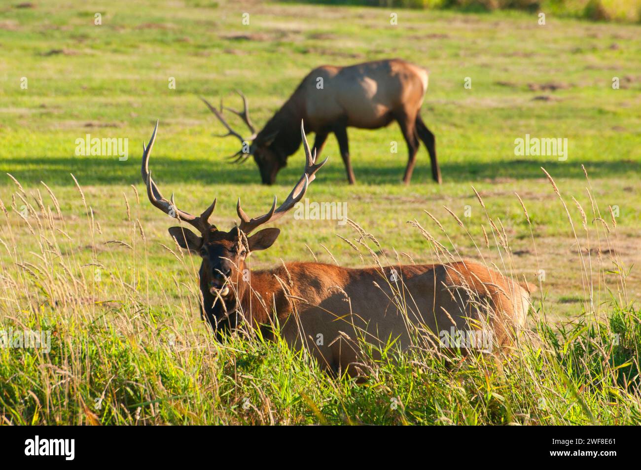 Le wapiti de Roosevelt, Doyen Elk Creek, zone de visualisation Coos Bay Bureau de la gestion des terres, de l'Oregon Banque D'Images