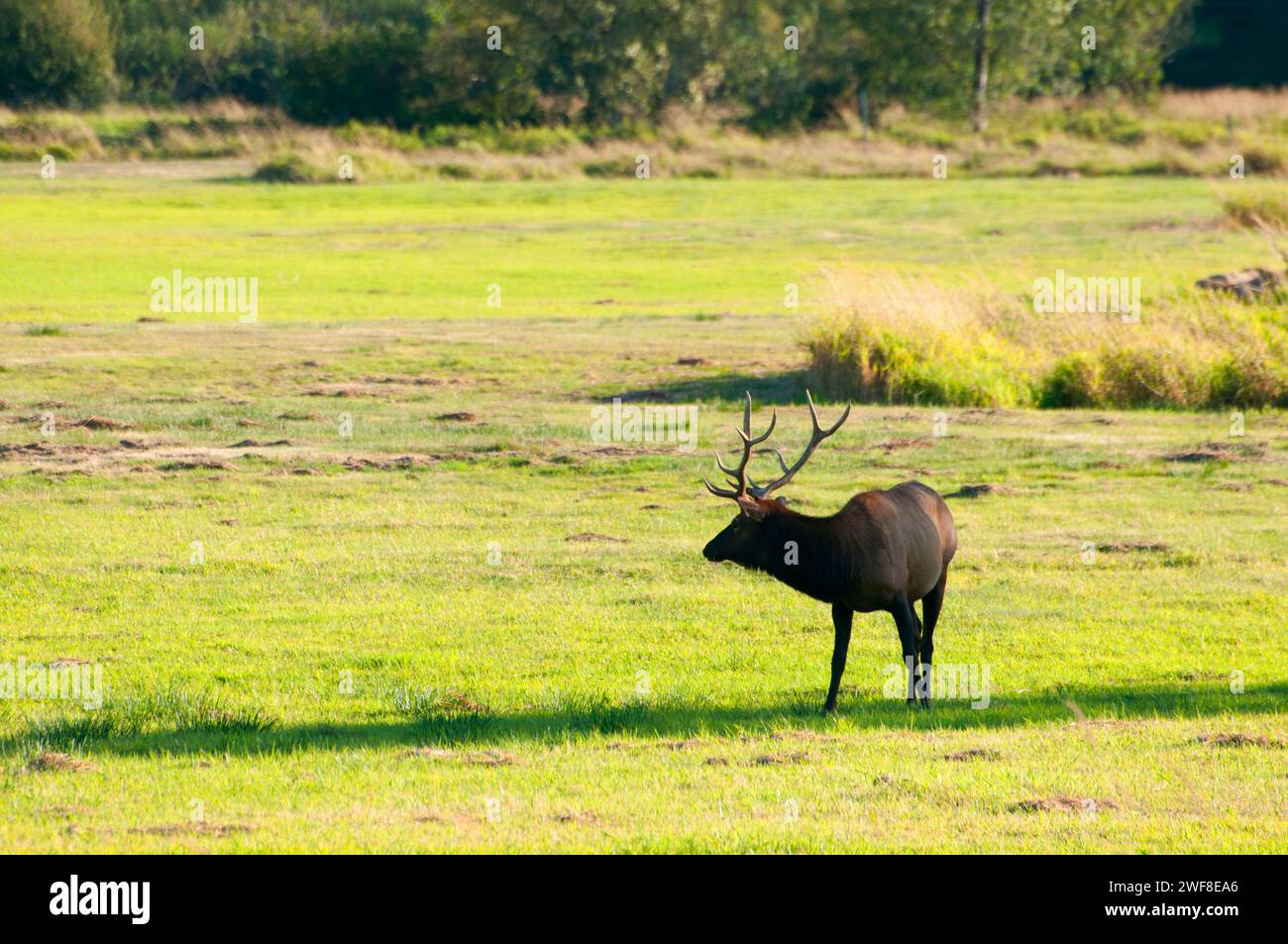Le wapiti de Roosevelt, Doyen Elk Creek, zone de visualisation Coos Bay Bureau de la gestion des terres, de l'Oregon Banque D'Images